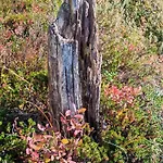 Maentyniemi